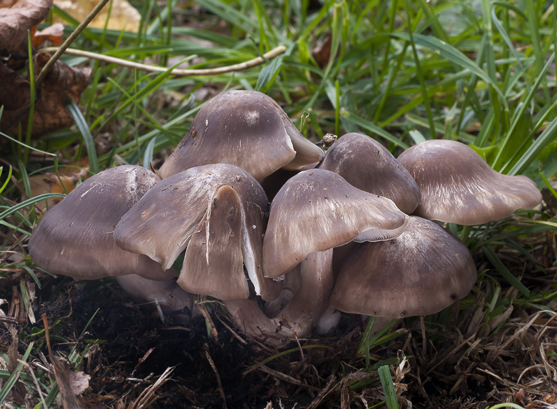 Lyophyllum fumosum